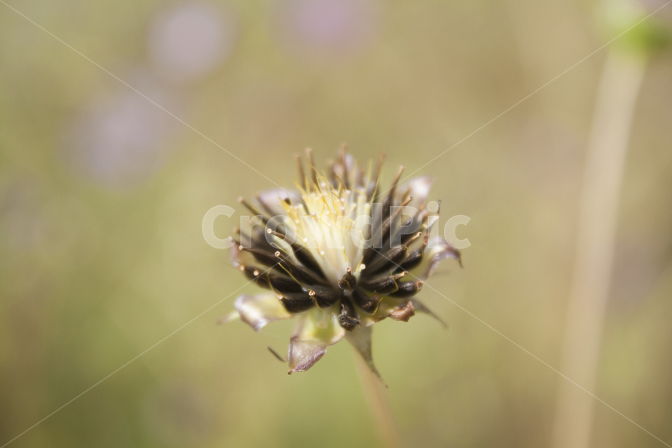 꽃,가을,차분함,풍경,감성,식물,자연,plants,nature,꽃,flower