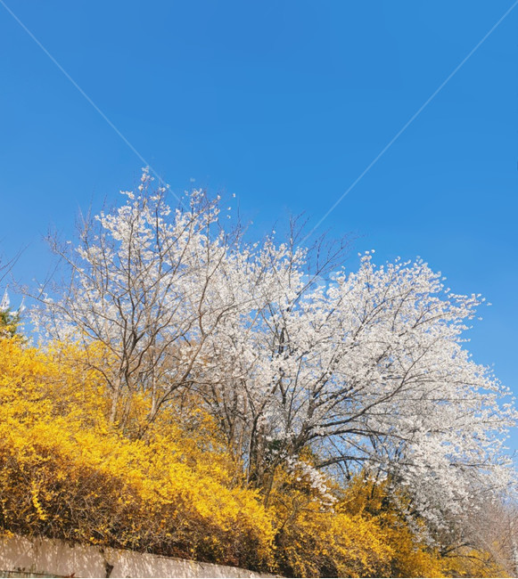봄,벚꽂,계절,자연,식물,개나리,채도,sping,야외,낮,꽃,하늘,색체,color,사쿠라,풍경,나무,tree