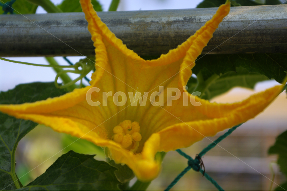 호박꽃,꽃,꽃봉오리,식물,flower,식물,자연,plants,nature,꽃,flower