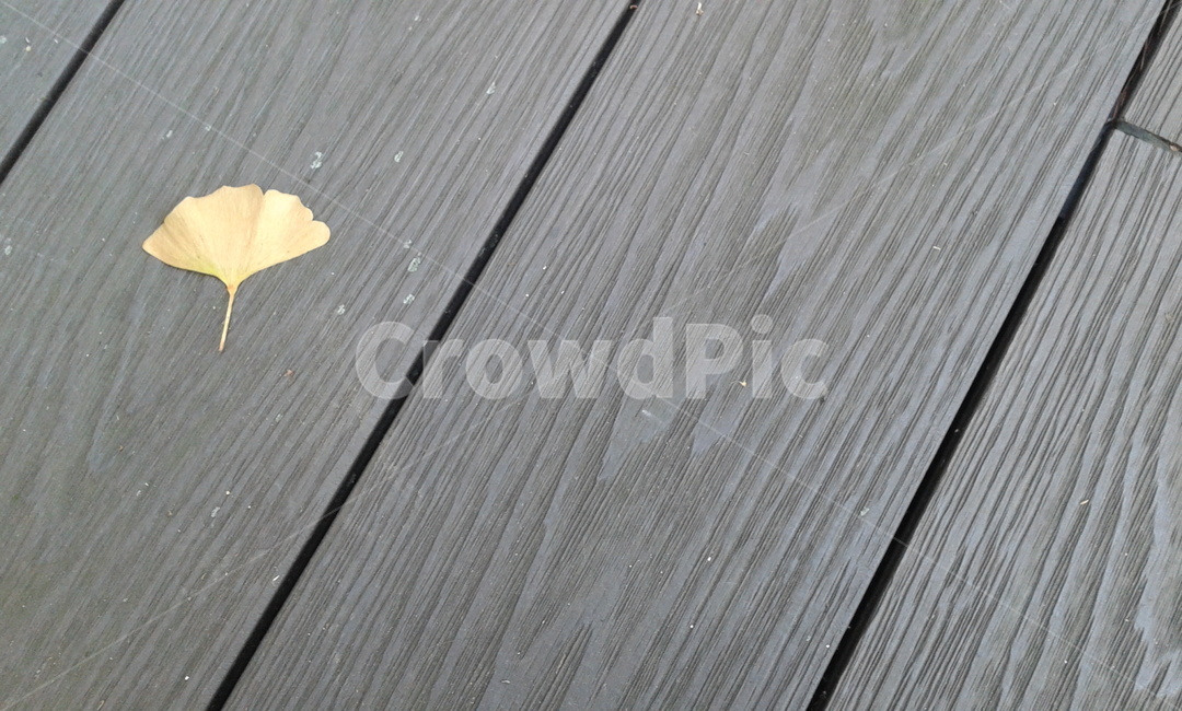 leaf,잎,plant,식물,은행잎