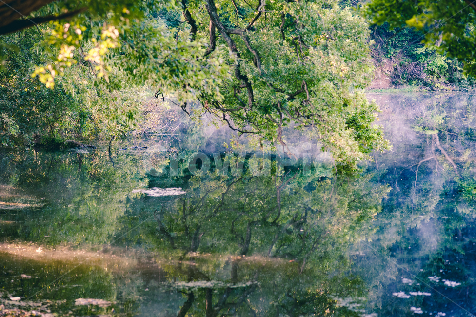 tree,나무,plant,식물,풍경,반영,호수,자연,풍경,nature,landscape,나무,trees,wood
