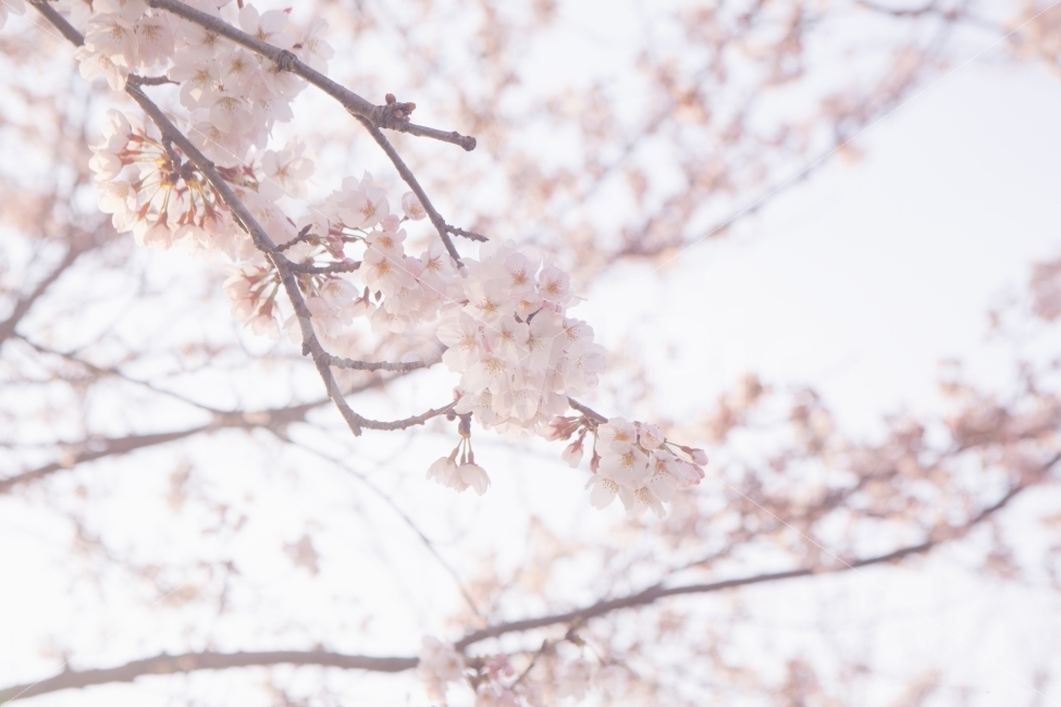 봄,벚꽃,꽃,나무,자연,풍경,풍경사진,봄사진,꽃사진,벚꽃사진,flower,flowers,cherryblossom,tree,nature,landscape,spring,식물,자연,plants,nature,봄,계절,spring,season,꽃,flower,plant,blossom