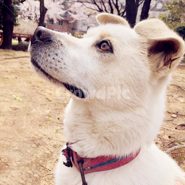 개,강아지,흰색,dog,흰개,하얀색,야외,위를보는
