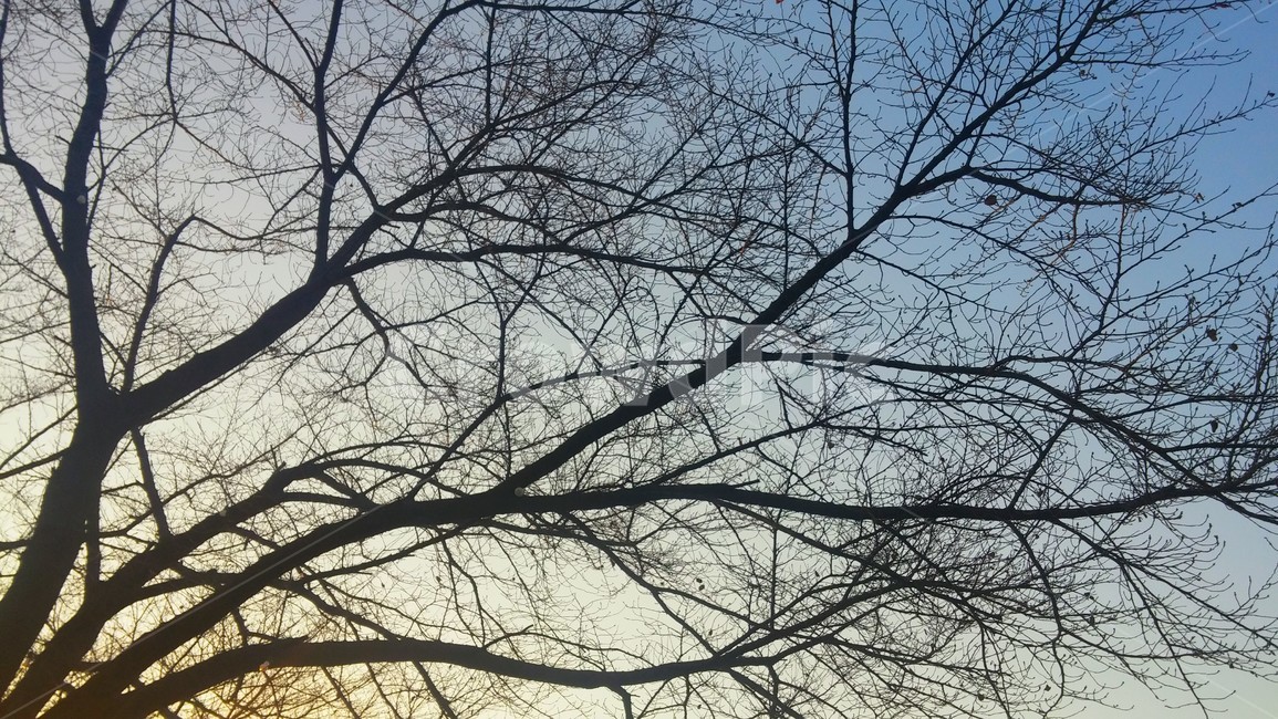 나무,나뭇가지,색감,하늘,겨울,감성,식물,자연,plants,nature,나무,trees,wood