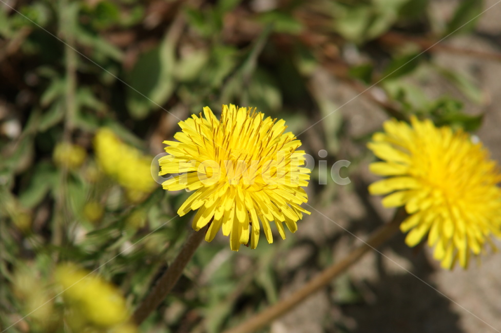 봄,민들레,노랑,노랑색,꽃,식물,자연,plants,nature,꽃,flower