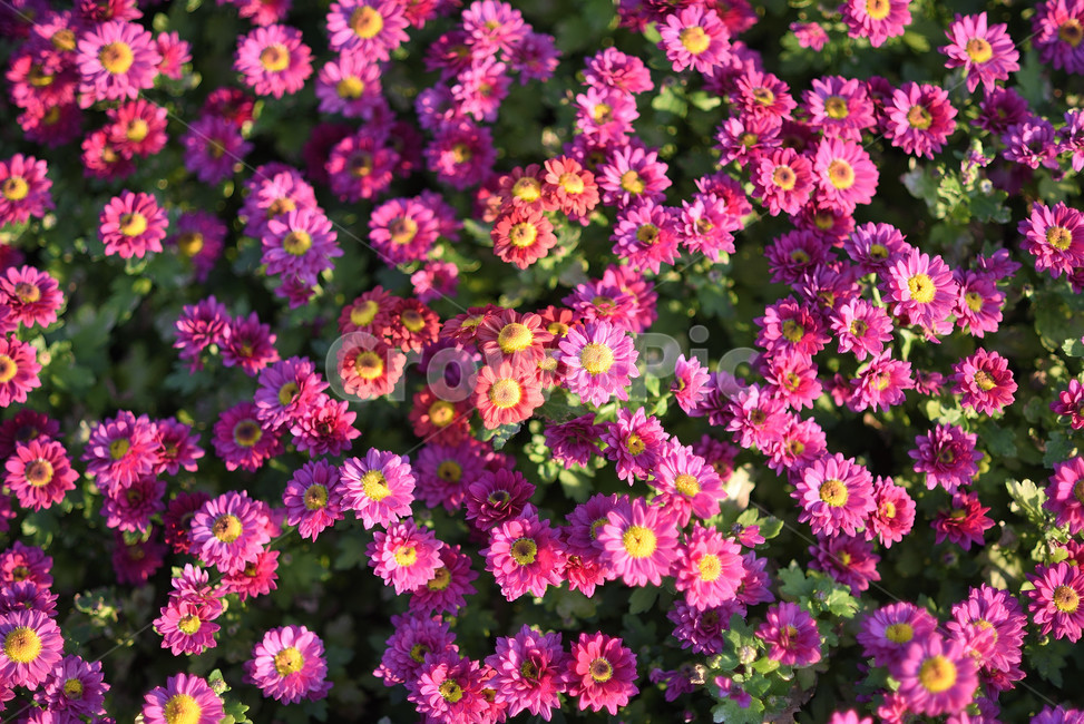 식물,꽃,자주색,flower,국화,가을,계절,fall,autumn,season,식물,자연,plants,nature,꽃,flower,plant