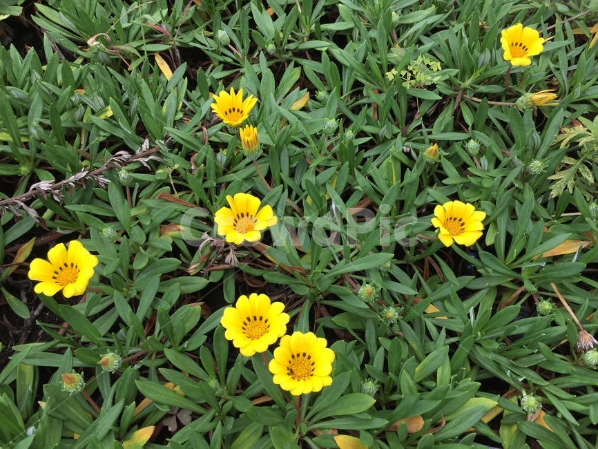 봄,꽃,들꽃,풀,노란색,식물,자연,plants,nature,꽃,flower