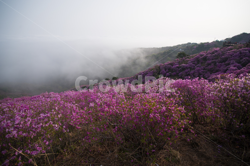 꽃,개화,만개,진달래,배경,바탕,배경이미지,뒷배경,고려산,진달래꽃,고려산정취,4월의고려산,진달래축제
