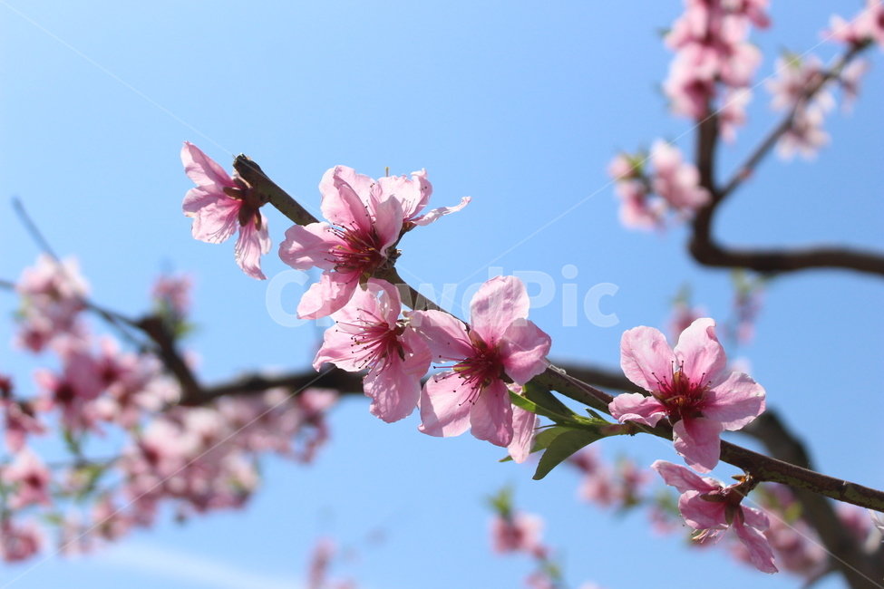 복사꽃,복숭아꽃,꽃,자연,식물,하늘,sky,flower