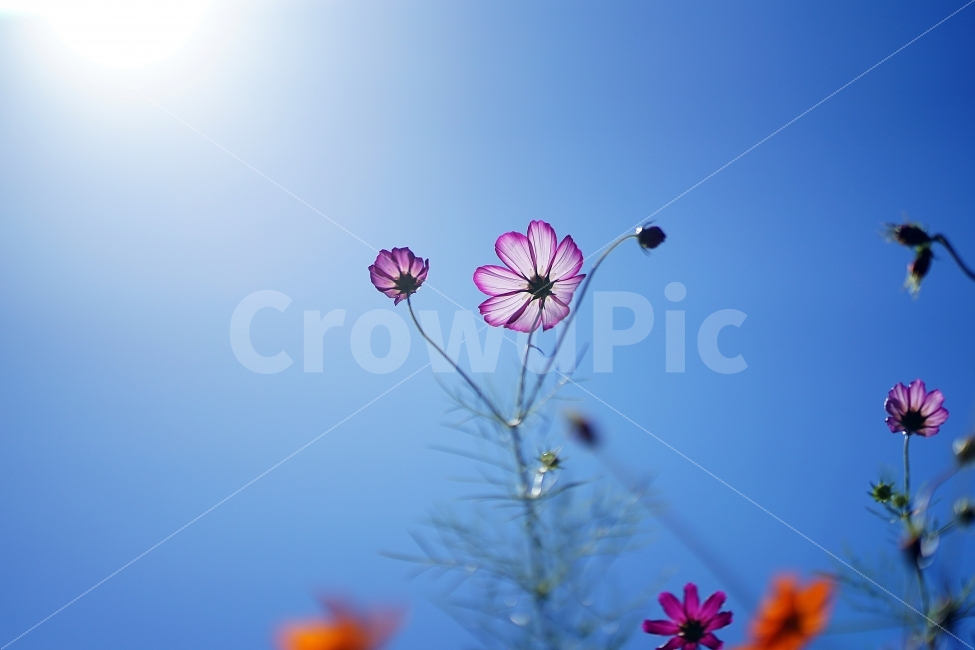 코스모스,하늘,가을,천고마비,스냅,가을,계절,fall,autumn,season,식물,자연,plants,nature,꽃,flower,감성,sensible,feeling,plant,geranium,제라늄,blossom,animal,동물,bird,새