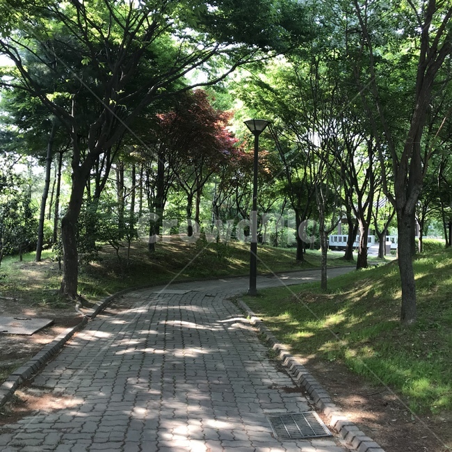 자연,korea,sunshine,푸릇푸릇,풍경,숲