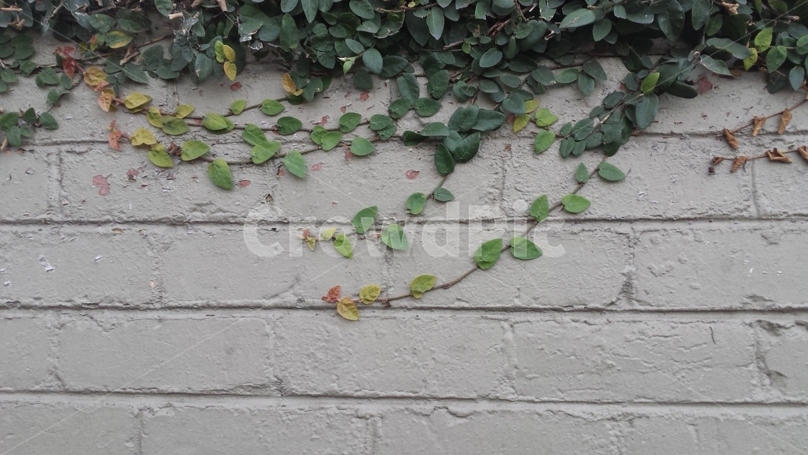 넝쿨,ivy,담벼락,넝쿨식물,회색,outdoors,식물,자연,plants,nature