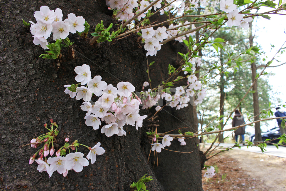 blossom,cherryblossom,벚꽃,꽃,봄꽃,벚나무,flower,봄,spring,tree,나무,plant,식물,봄,계절,spring,season
