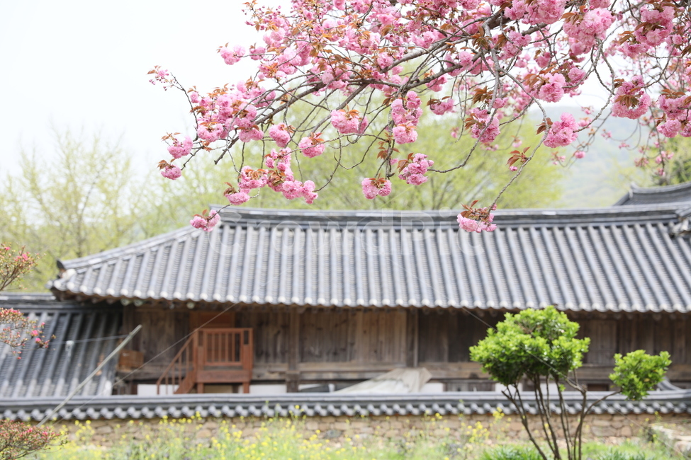 순천,선암사,만첩왕벚,겹벚꽃,벚꽃,봄,사찰,왕벚꽃,봄,계절,spring,season,한국전통,한국문화,korean traditional,korean culture,식물,자연,plants,nature,꽃,flower,plant