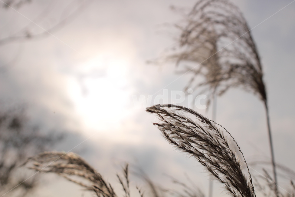 가을,갈대,하늘,가을하늘,해질녘,가을,계절,fall,autumn,season,grass,잔디,plant,식물,lawn,reed