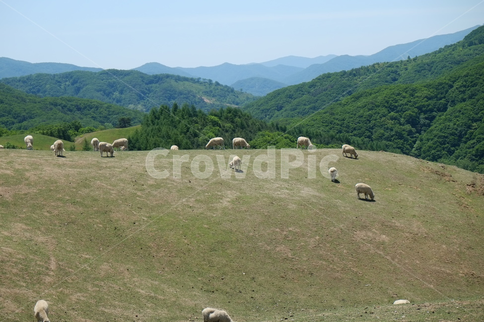 field,들,grassland,목초지,양,sheep,animal