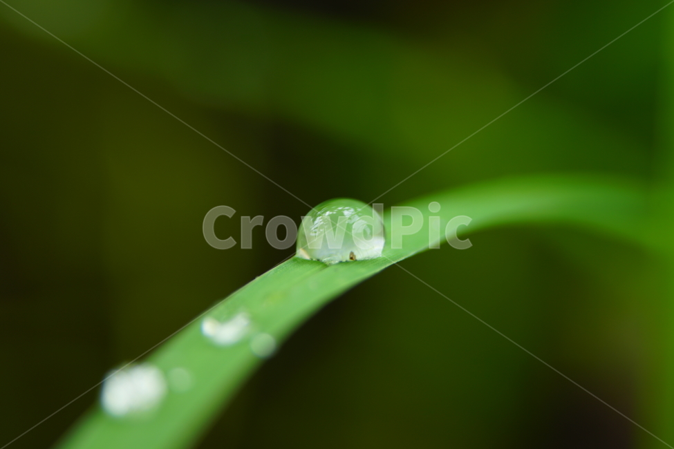 물방울,이슬,식물,풀,풀잎,자연,접사,클로즈업,풍경,waterdrop,dewdrop,빗물,nature,plant,plants,landscape,macro,closeup,이파리,식물,자연,plants,nature
