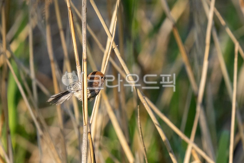 red hair,very small bird,Agility,Concave eyes,Vinousthroated parrotbill