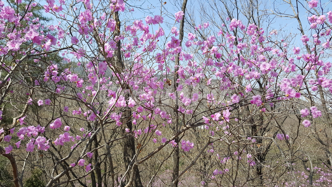 진달래,봄,분홍,진달래꽃,꽃,산,봄산,봄꽃,식물,자연,plants,nature,꽃,flower