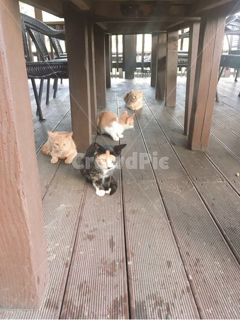 floor,고양이,길고양이,고양이들,길고양이들,바닥고양이,앉은고양이