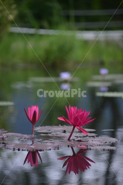 수련,연꽃,반영,물,자연,꽃,연잎,분홍,초록,식물,자연,plants,nature,꽃,flower