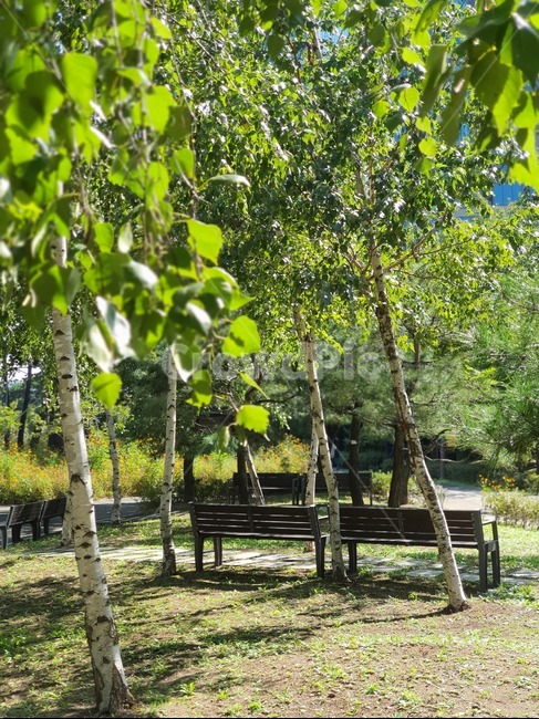 식물,벤치,bench,나무,tree,초록색,자연,풍경,nature,landscape