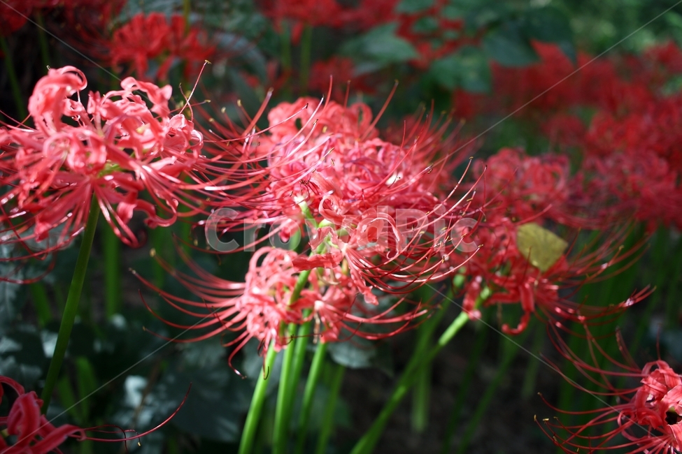 상사화,석산,수선화과,식물,꽃,flower,식물,자연,plants,nature,꽃,flower