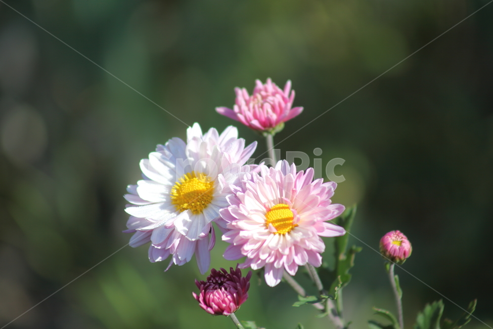 국화,꽃,식물,가을꽃,chrysanthemum,식물,자연,plants,nature,꽃,flower