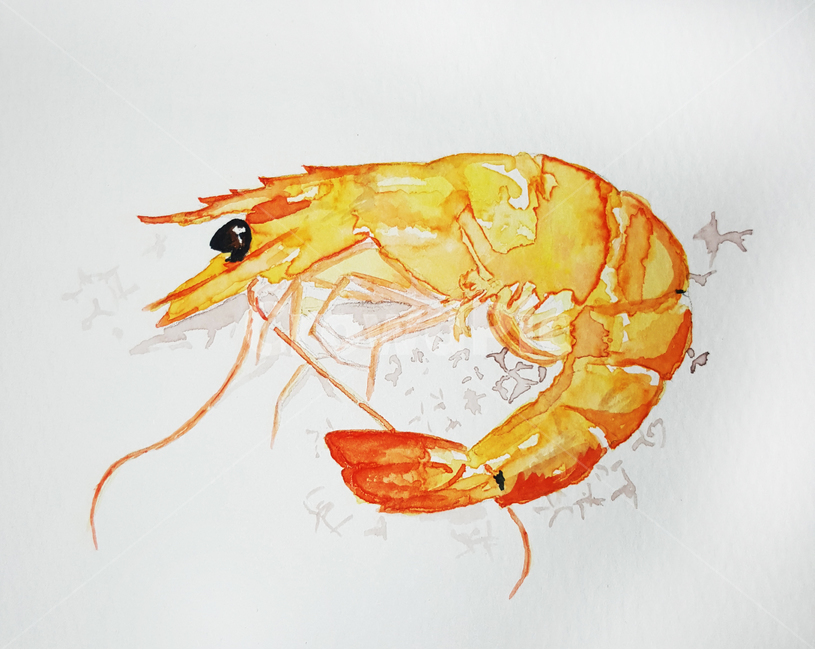 jumbo shrimp,shellfish,shrimp,painting,ingredients,Grilled prawn,Watercolor,shrimp picture,food,Grilled Shrimp,roast