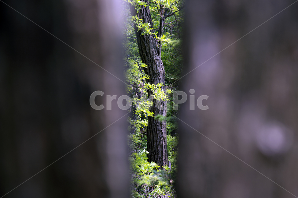산책길,통나무,동네공원,자연,녹색,식물,자연,plants,nature,나무,trees,wood