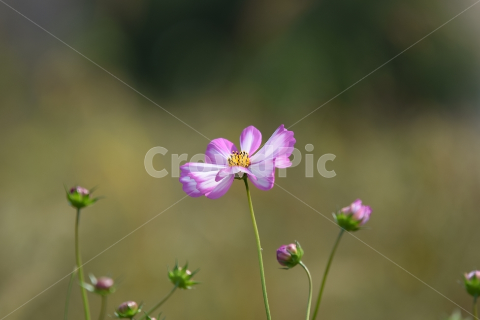 가을,꽃,식물,코스모스,분홍,가을,계절,fall,autumn,season,식물,자연,plants,nature,꽃,flower,blossom,geranium,제라늄,plant