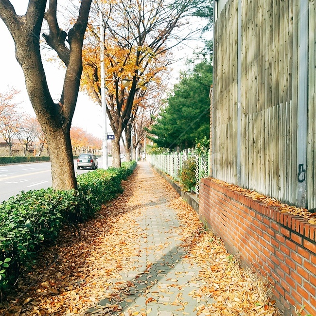 가을,낙엽,인도,autumn,fall,가을풍경
