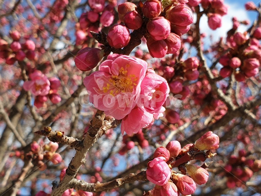 매화,꽃,봄꽃,홍매화,봄,식물,자연,plants,nature,꽃,flower
