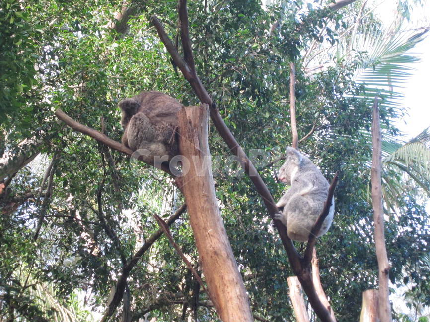 동물,animal,호주,코알라,koala,동물,animal,포유류,mammal