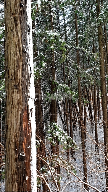 눈,설경,숲,겨울,겨울숲,겨울,계절,winter,season