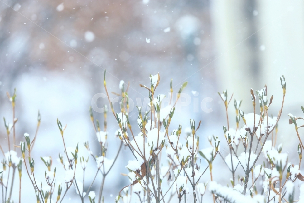 눈,나무,겨울,꽃,자연,산,winter,snow,bush,tree,겨울,계절,winter,season,감성,sensible,feeling