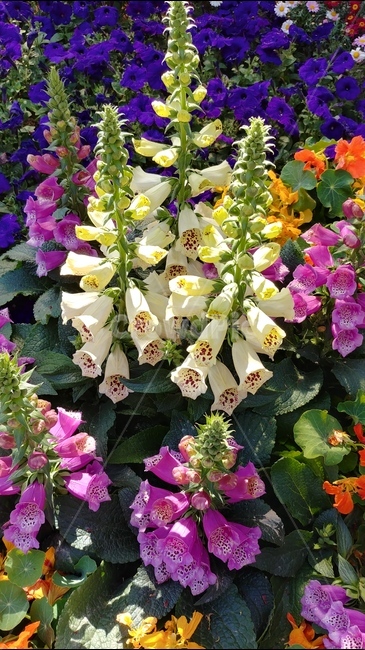 꽃,식물,자연,flower,plants,spring,nature,봄,식물,자연,plants,nature,꽃,flower