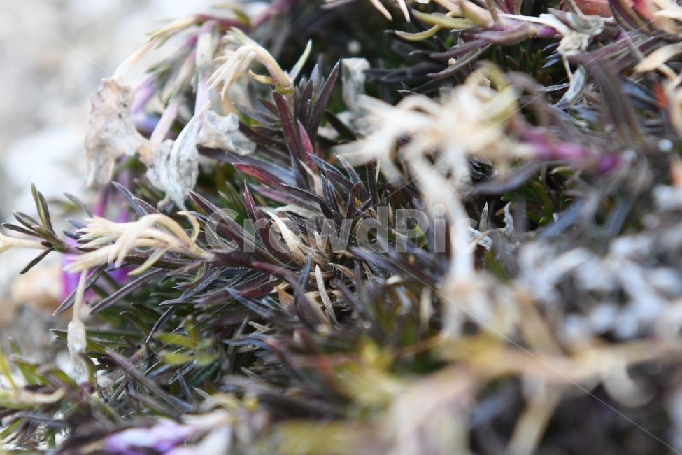 식물,보라,겨울,마름,바탕,식물,자연,plants,nature
