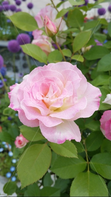 꽃,자연,플라워,색감,개화,flower,분홍,식물,자연,plants,nature,꽃,flower