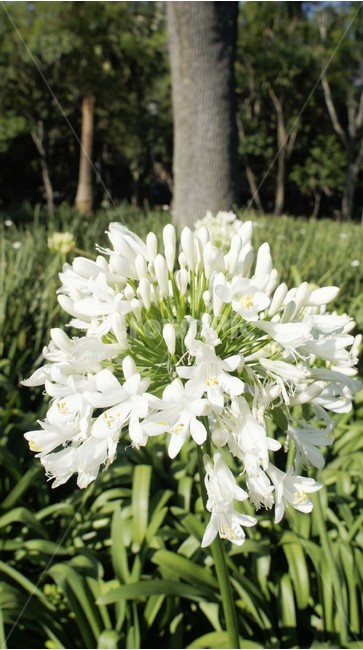 자연,꽃,나무,고화질,야생화,식물,자연,plants,nature,꽃,flower