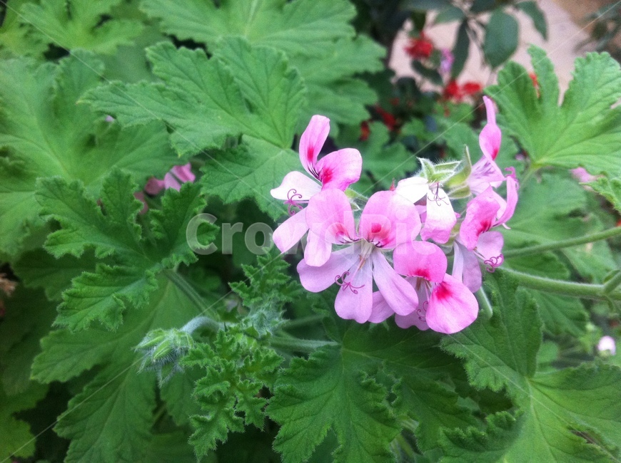 제라늄,꽃,plant,식물,flower