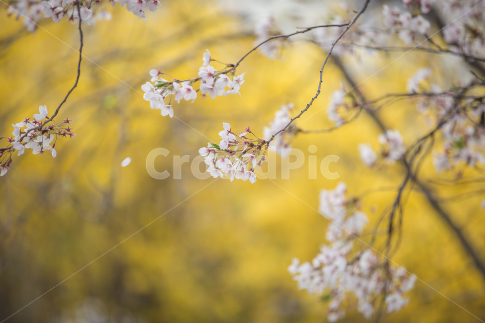 forsythia,Cherry Blossom,Cherry Blossom Ending,april,flower