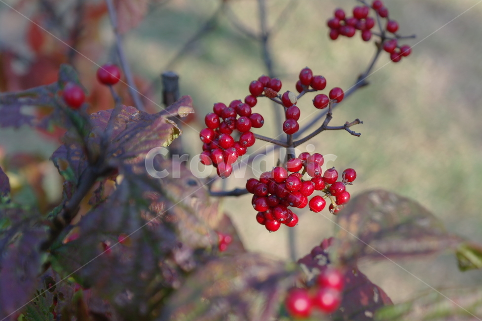 자연,열매,가을,빨강,red,식물,자연,plants,nature,과일,열매,fruit