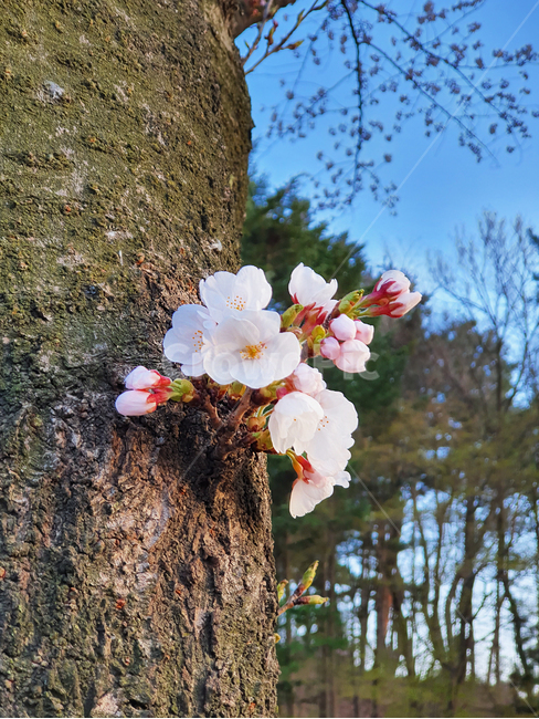 벚꽃,벚꽃나무,공원,꽃,꽃봉우리,봄,4월,cherrybolssom,blooming,sakura,plant,nature,tree,spring,beautiful