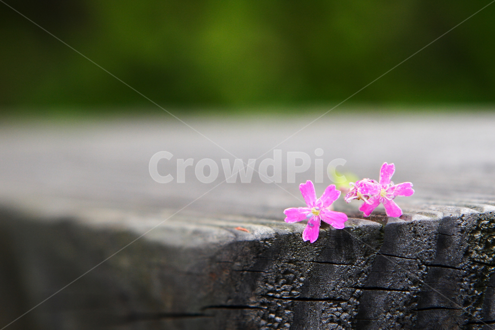 꽃,커플,배경,바탕,핑크,꽃,flower