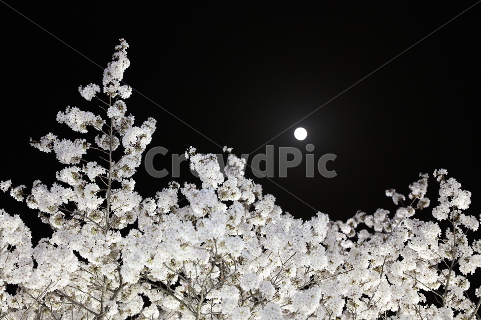 야경,달,벚꽃,하늘,보름달,봄,계절,spring,season,야경,밤,풍경,nightscape,night,landscape,식물,자연,plants,nature,꽃,flower,outdoors,옥외