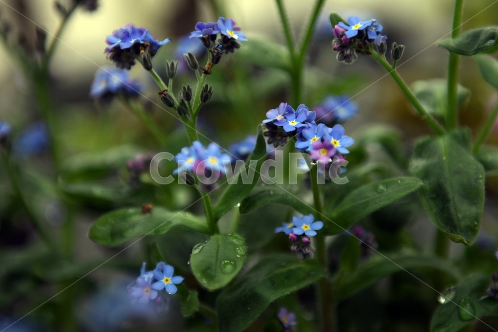 식물,꽃,감성사진,자연,flower,꽃사진,봄,봄꽃,계절,감성,4월,spring,힐링,자연풍경,풍경,봄,계절,spring,season,식물,자연,plants,nature,꽃,flower,plant,geranium,제라늄,blossom,bee,벌,animal,동물,honey bee,꿀벌,invertebrate,무척추 동물,insect,곤충