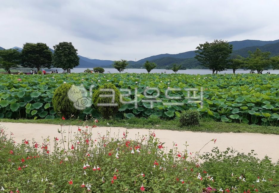 꽃밭,꽃,연꽃밭,연꽃,강