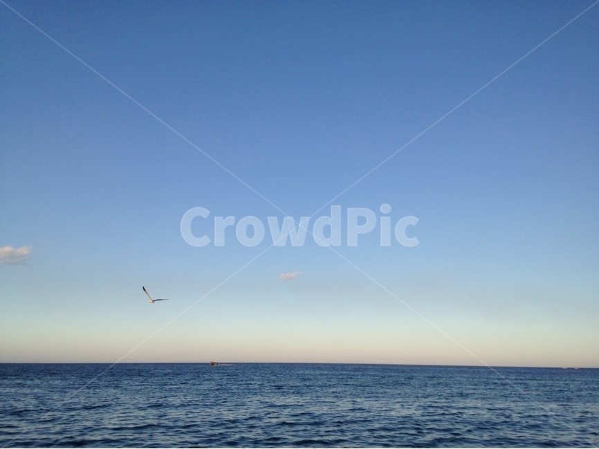 바다,하늘,동해안,갈매기,수평선,자연,풍경,nature,landscape,동물,animal,조류,새,birds,leisure activities,레저 활동,adventure,모험,outdoors,옥외