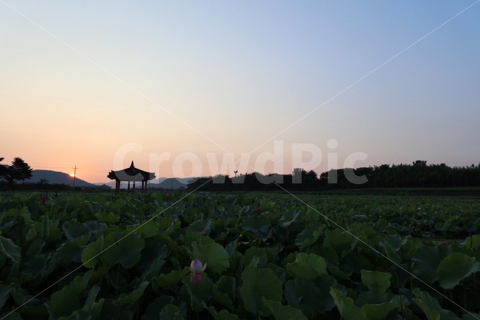 풍경,노을,해질녘,정자,연꽃,하늘,석양,자연,풍경,nature,landscape,plant,식물